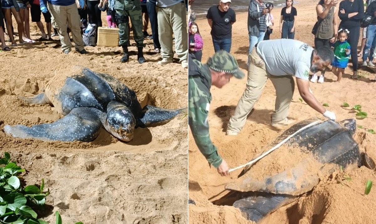 Tartaruga ameaçada de extinção é avistada no Sul do país (Foto: Reprodução / Polícia Militar do Espírito Santo)