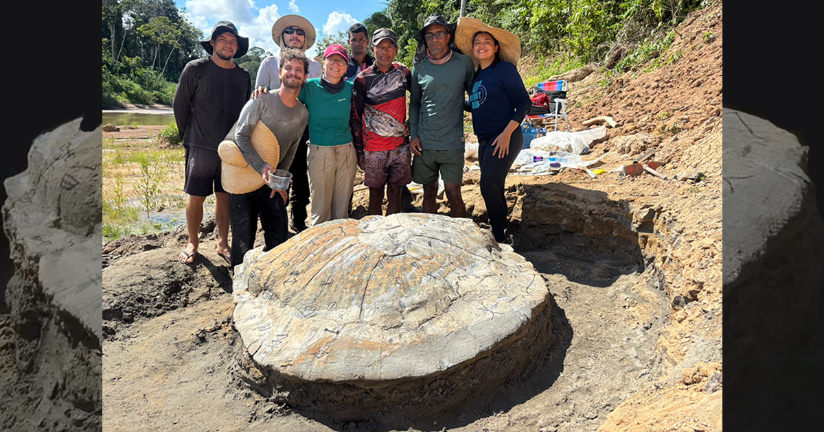 Pesquisadores descobrem fóssil de tartaruga gigante da Amazônia no Acre e SP Imagem mostra os pesquisadores ao redor do casco da tartaruga gigante no local em que foi encontrada. (Foto: USP Imagens)