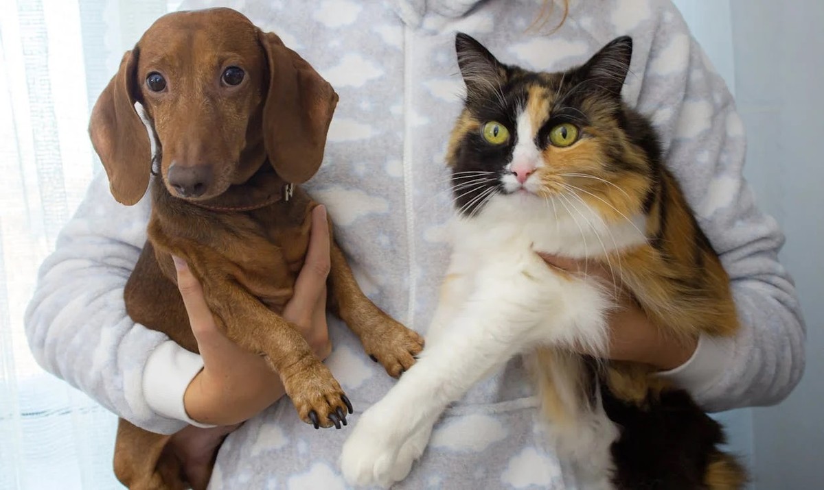 Cão e gato (Foto: Pexels)