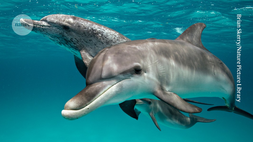 Os golfinhos nariz-de-garrafa e os golfinhos comuns se comunicam por meio de uma variedade de vocalizações. (Foto: Brian Skerry/Nature Picture Library)
