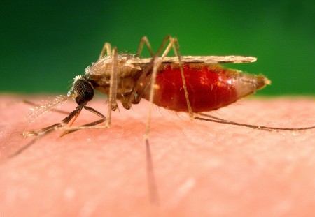 Mais de 2.700 moradores da área urbana de Mâncio Lima (AC) foram acompanhados ao longo de vários anos. Os testes de PCR detectaram até dez vezes mais infecções do que a microscopia tradicional e mais de 90% eram assintomáticas (Foto: James Gathany/Pixnio)