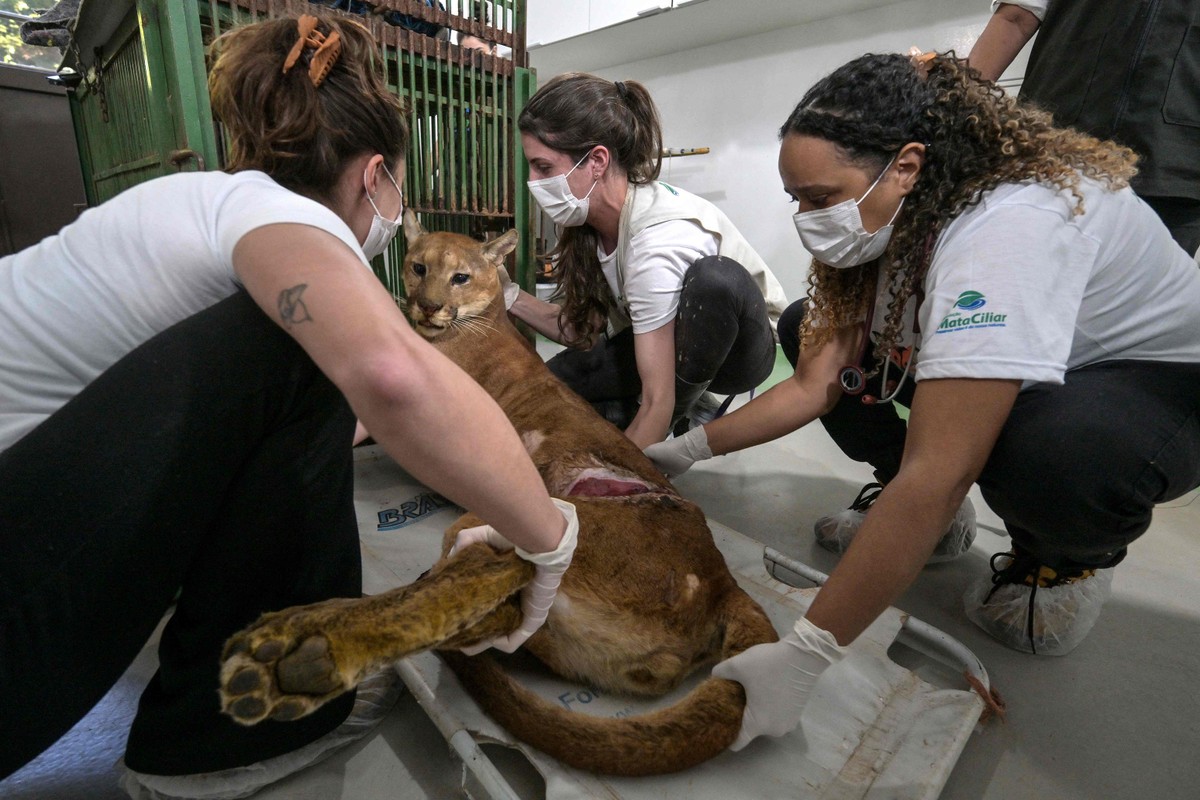 Santuário em São Paulo trata puma afetado pelos efeitos da urbanização (Foto: Nelson Almeida/AFP)