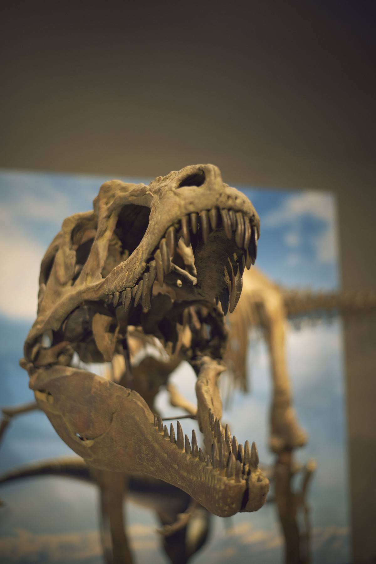 Esqueleto de dinossauro (Foto: Freepik)