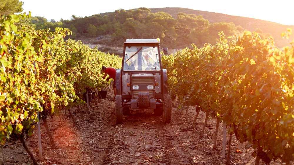 Vinhateiros de Bordeaux antecipam trabalhos para enfrentar a onda de calor Foto: Reprodução