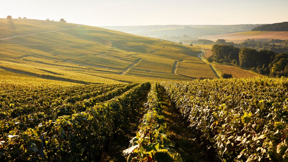Descubra três experiências inesquecíveis de enoturismo na Champagne neste verão Descubra três experiências inesquecíveis de enoturismo na Champagne neste verão