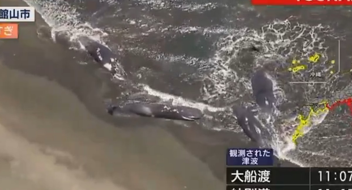 Baleias encalham em praias do Japão após alerta de tsunami na região Baleias encalham em praias do Japão após alerta de tsunami na região