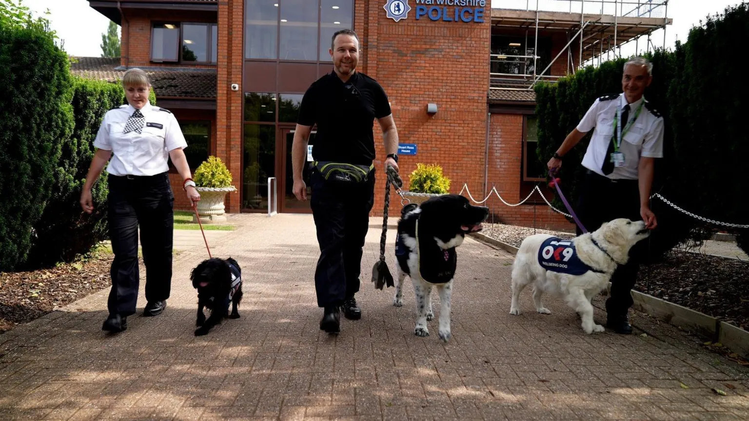 Cães ajudam a aliviar o estresse do trabalho policial em ações inovadoras Vesta, Bear e Freya são todos cães OK9 da Polícia de Warwickshire (Foto: BBC)