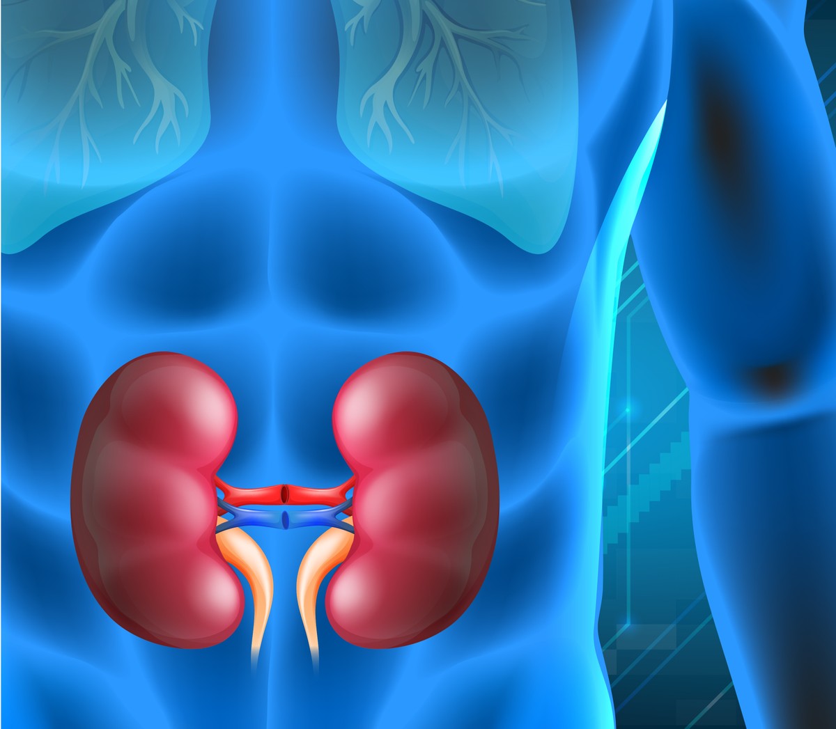 Urologista revela sete dicas essenciais para manter a saúde dos rins Ilustração dos rins de uma pessoa. (Foto: Freepik.com)