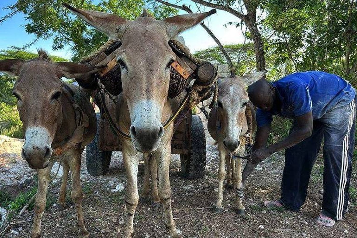 Seis milhões de burros são mortos na China para produção de suplemento alimentar Homem trabalhando com seus burros em Lamu, no Quênia (Foto: The Donkey Sanctuary)