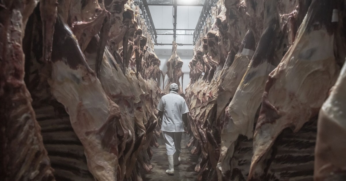Empresa enfrenta preços recordes do gado na América do Norte, enquanto a recomposição do rebanho nos EUA não acontece (Foto: Jonne Roriz/Bloomberg)
