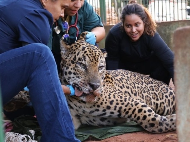 Foto:Reprodução