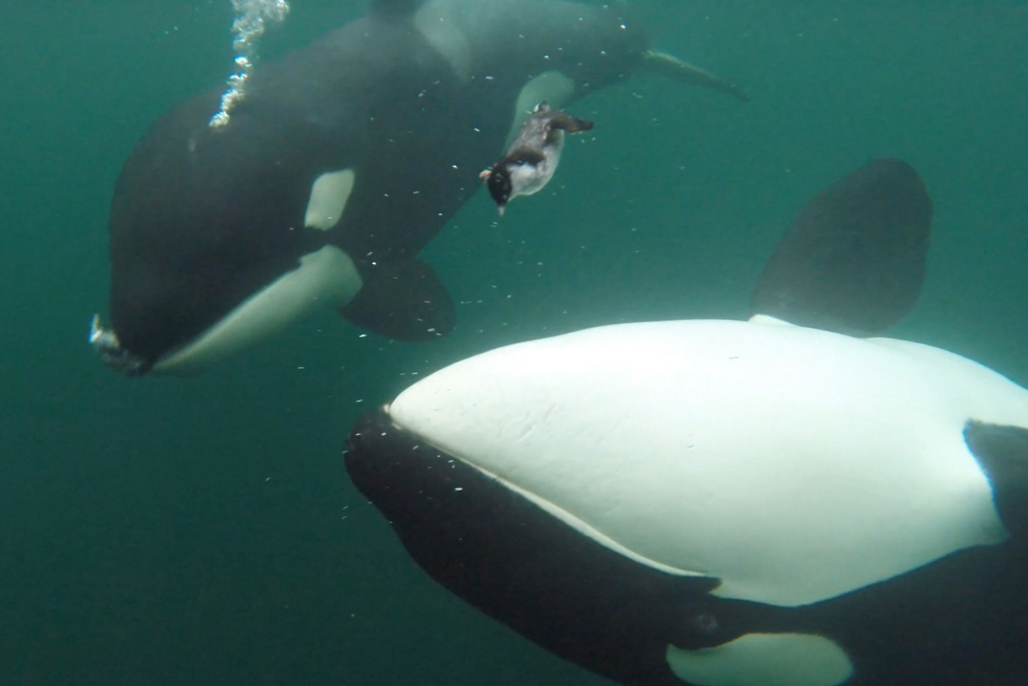 Orcas presenteiam humanos com alimentos em comportamento surpreendente Orcas presenteiam humanos com alimentos em comportamento surpreendente