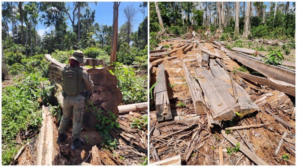 Agentes do Ibama flagraram desmatamento ilegal em áreas do Projeto de Assentamento Chapadão — Foto: Ibama / Divulgação