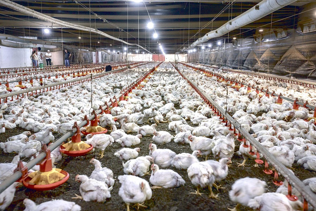 Criação de aves da BRF: fusão com Marfrig prevê sinergias (Foto: Valor/Arquivo)
