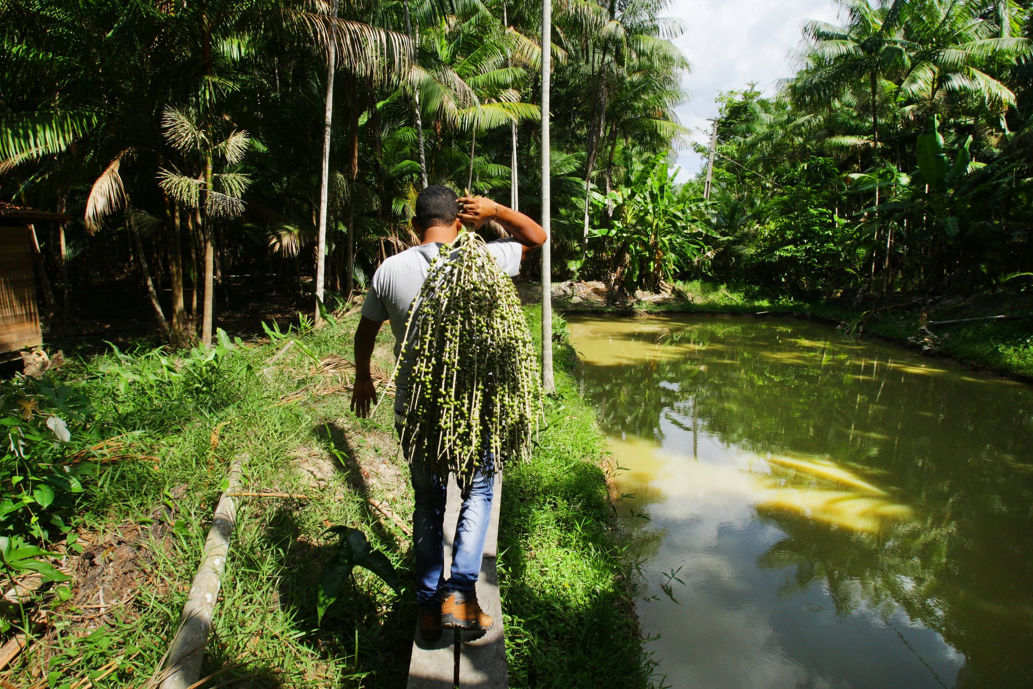 Bioeconomia na Amazônia pode gerar R$ 45 bilhões para o PIB do Brasil Entre os produtos da floresta, estão alguns conhecidos e presentes nos lares brasileiros como açaí, castanha, cupuaçu, camu-camu, andiroba, copaíba e mel de abelhas nativas (Foto: Paulo Amorim/Getty Images)