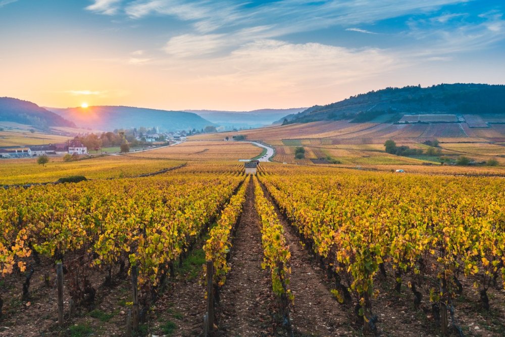 Bourgogne celebra os "Climats", essência dos seus renomados vinhos Foto: Reprodução