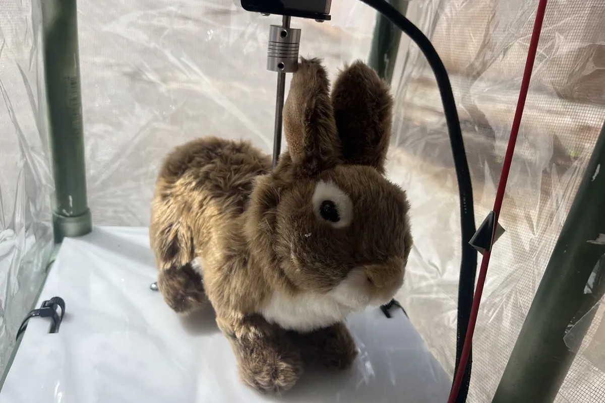 Robôs que imitam movimentos dos coelhos e emitem calor serão usados como iscas para atrair pítons na Flórida (EUA). (Foto: Robert McCleery/University of Florida)