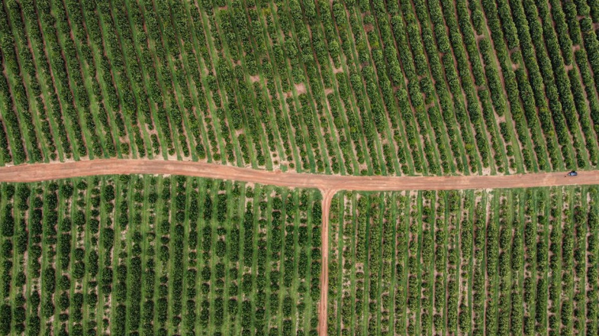 Entidade do agro critica tarifa de Trump e aponta economia brasileira em crise Plantação de laranja na fazenda Santa Tereza Pirassununga, interior de São Paulo (Foto: Edilson Dantas/Agência O Globo)