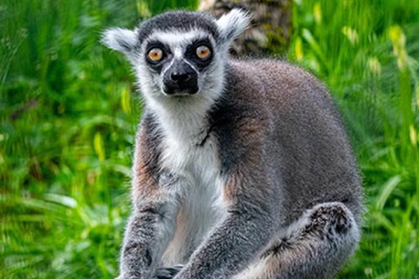 Stumpy, o lêmure mais velho do mundo, completa 39 anos com uma grande família Lêmure eleito o mais velho do mundo (Guinness World Records /Divulgação)