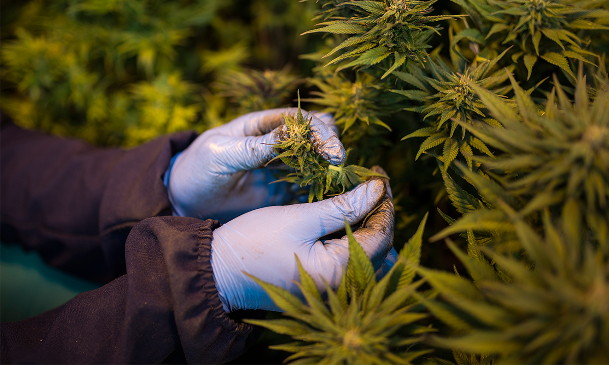 STJ considera plantação de 56 pés de maconha como consumo pessoal Foto: Reprodução