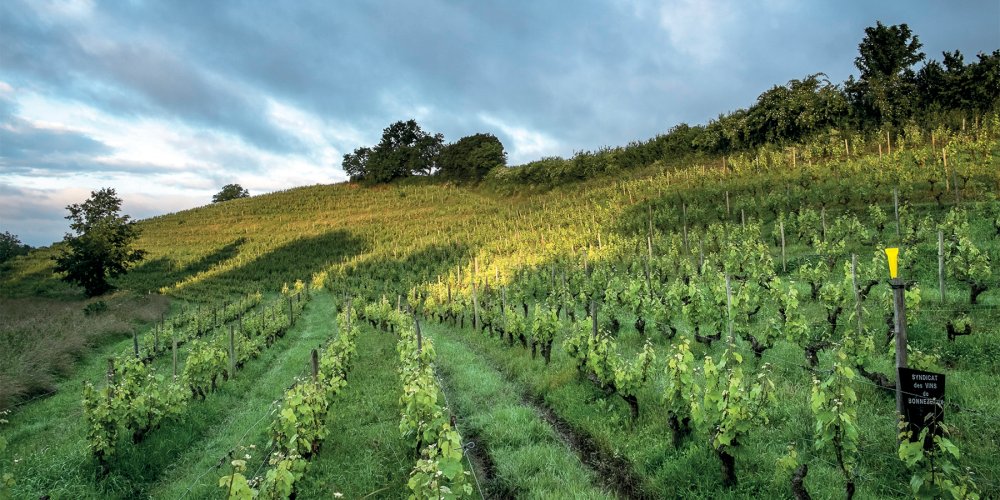 Chenin ganha destaque na França após sucesso na África do Sul Chenin ganha destaque na França após sucesso na África do Sul