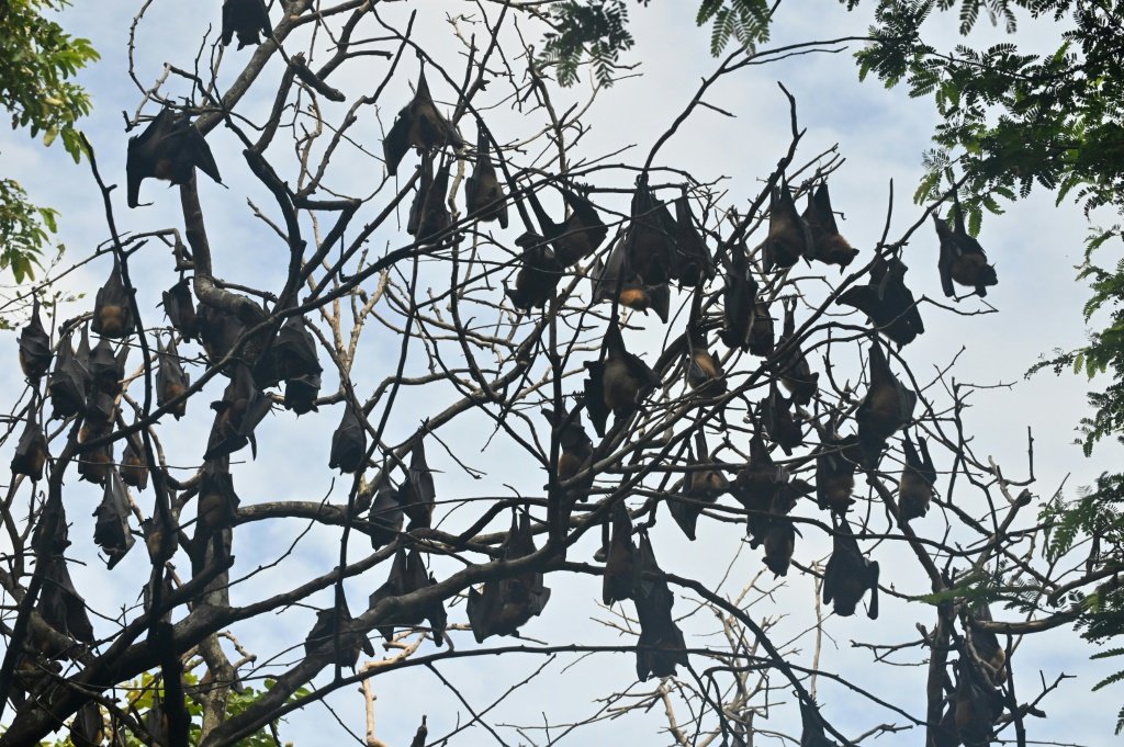 Cientistas identificam 20 novos vírus em morcegos na China e alertam para riscos humanos Os melhores horários para acordar: como escolher o momento ideal para começar o dia (Foto: Reprodução)
