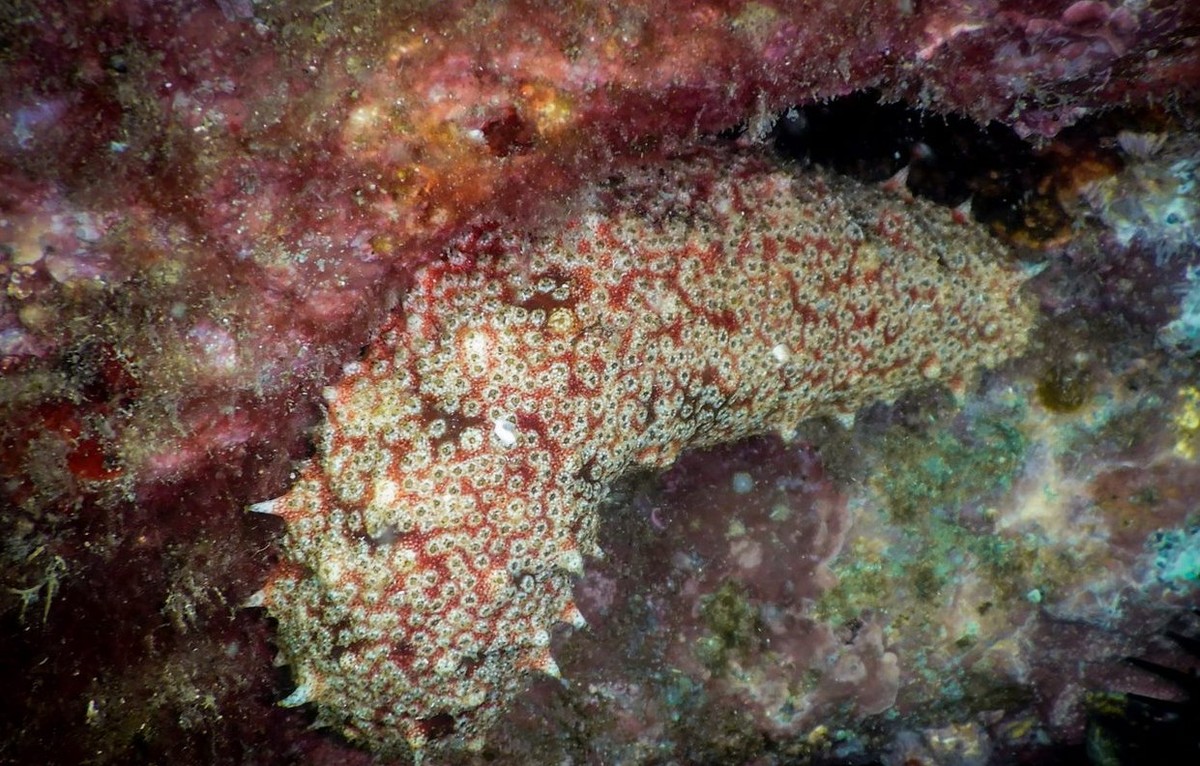 Mineração em águas profundas prejudica ecossistemas marinhos no Pacífico remoto Pepino-do-mar encontrado na Ilha de Palmas (Foto: Divulgação/Augusto Machado)