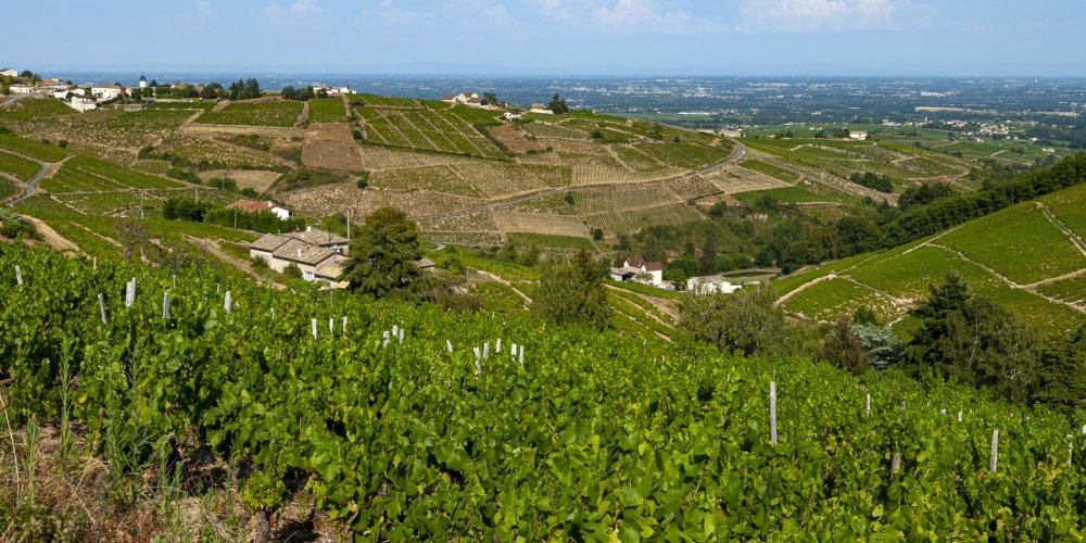 Descubra 20 vinhos do Beaujolais por menos de 15 euros em degustação especial Foto: Reprodução