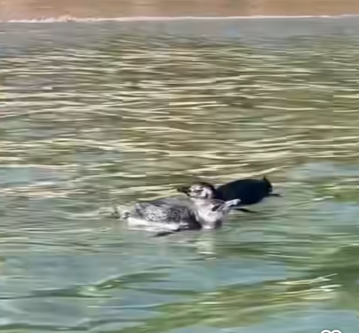 Trio de pinguins diverte banhistas na Praia de Itaipu, em Niterói; assista ao vídeo Pinguins apareceram na Praia de Itaipu, em Niterói, na manhã desta segunda-feira (14) (Foto: Reprodução da internet)