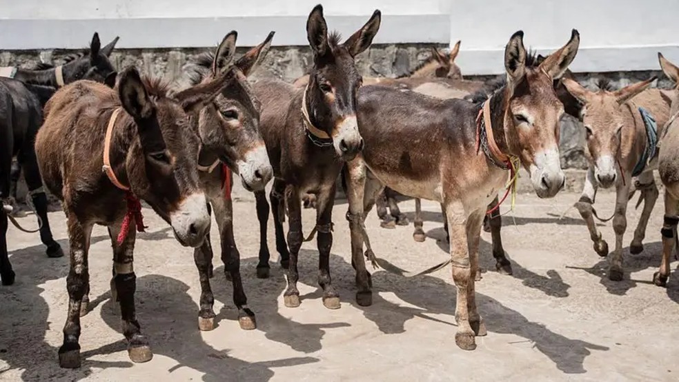 Jumento brasileiro pode ser extinto até 2030 devido ao abate para exportação População de animais encolheu em diversos países (Foto: GettyImages/BBC)