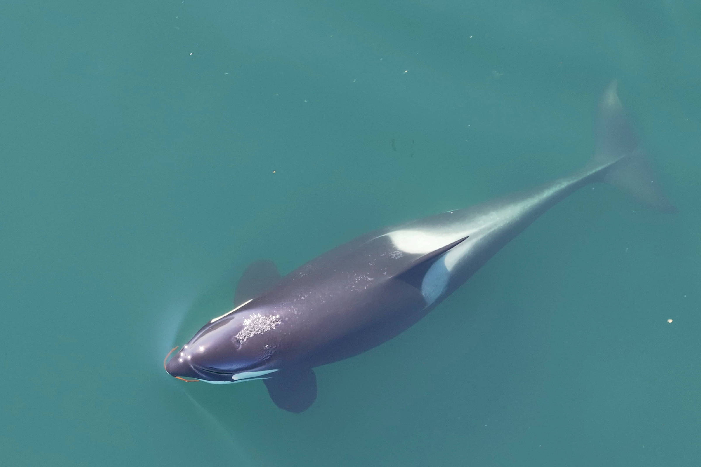 Orcas utilizam alga como escova para esfregar a pele entre si Orca com 'escova' feita de alga na boca (Foto: Centro de Pesquisa Sobre Baleias/via Reuters)