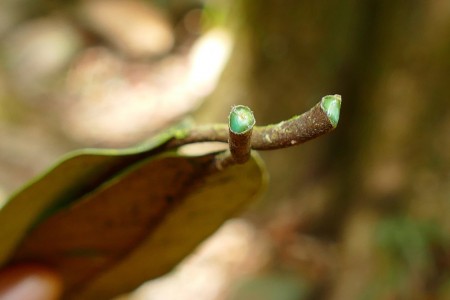 Estima-se que as hiperacumuladoras de metais representem apenas 0,2% de todas as plantas conhecidas atualmente; a Pycnandra acuminata (na foto) já é usada comercialmente para agromineração na Indonésia, por exemplo (Foto: Henry Benoît/Biodiversity4all)