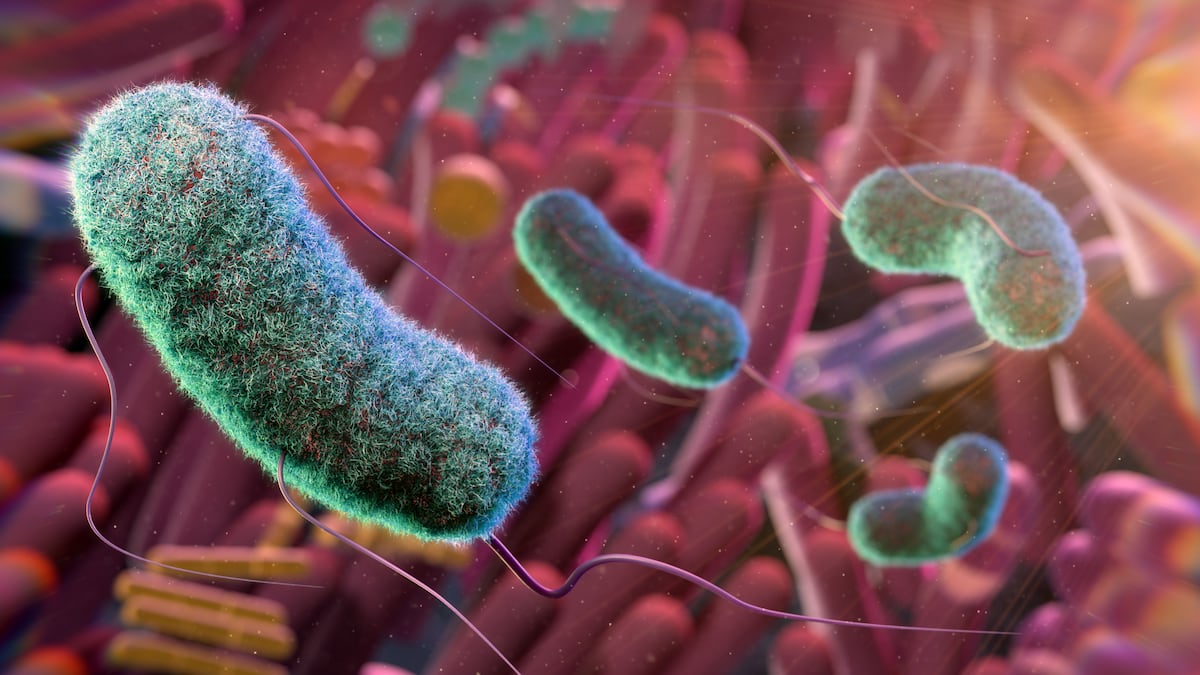 Ilustração conceptual do microbioma intestinal (Foto: THOM LEACH / SCIENCE PHOTO LIBRARY)