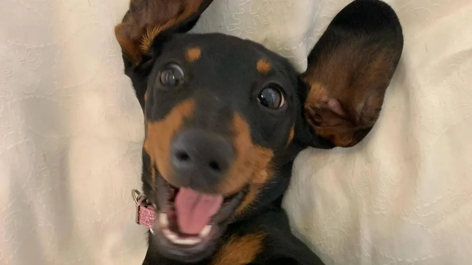 Cachorrinha desaparecida é resgatada após mais de 500 dias na natureza australiana