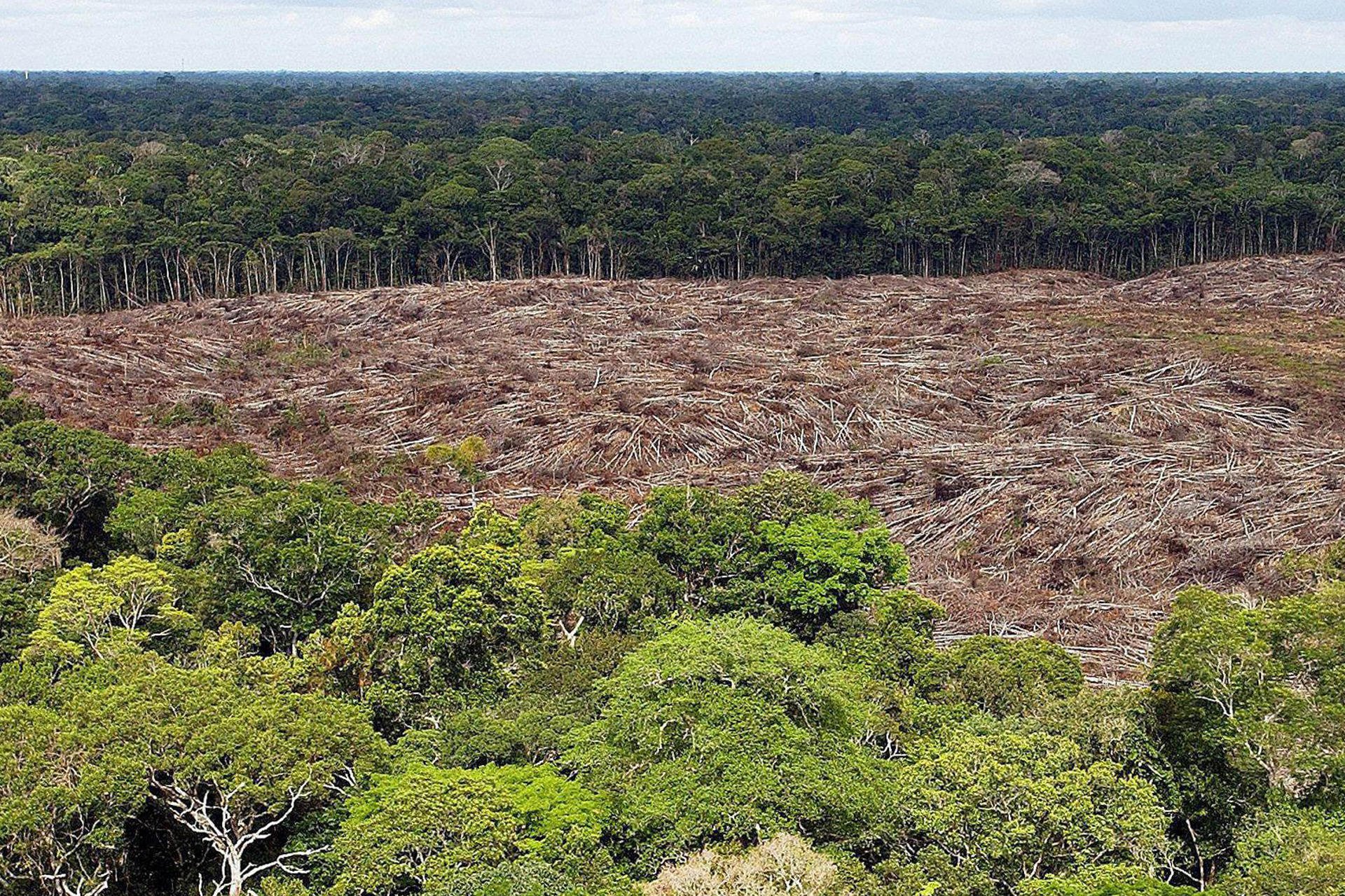 Fundo global oferece US$ 4 por hectare para combater o desmatamento