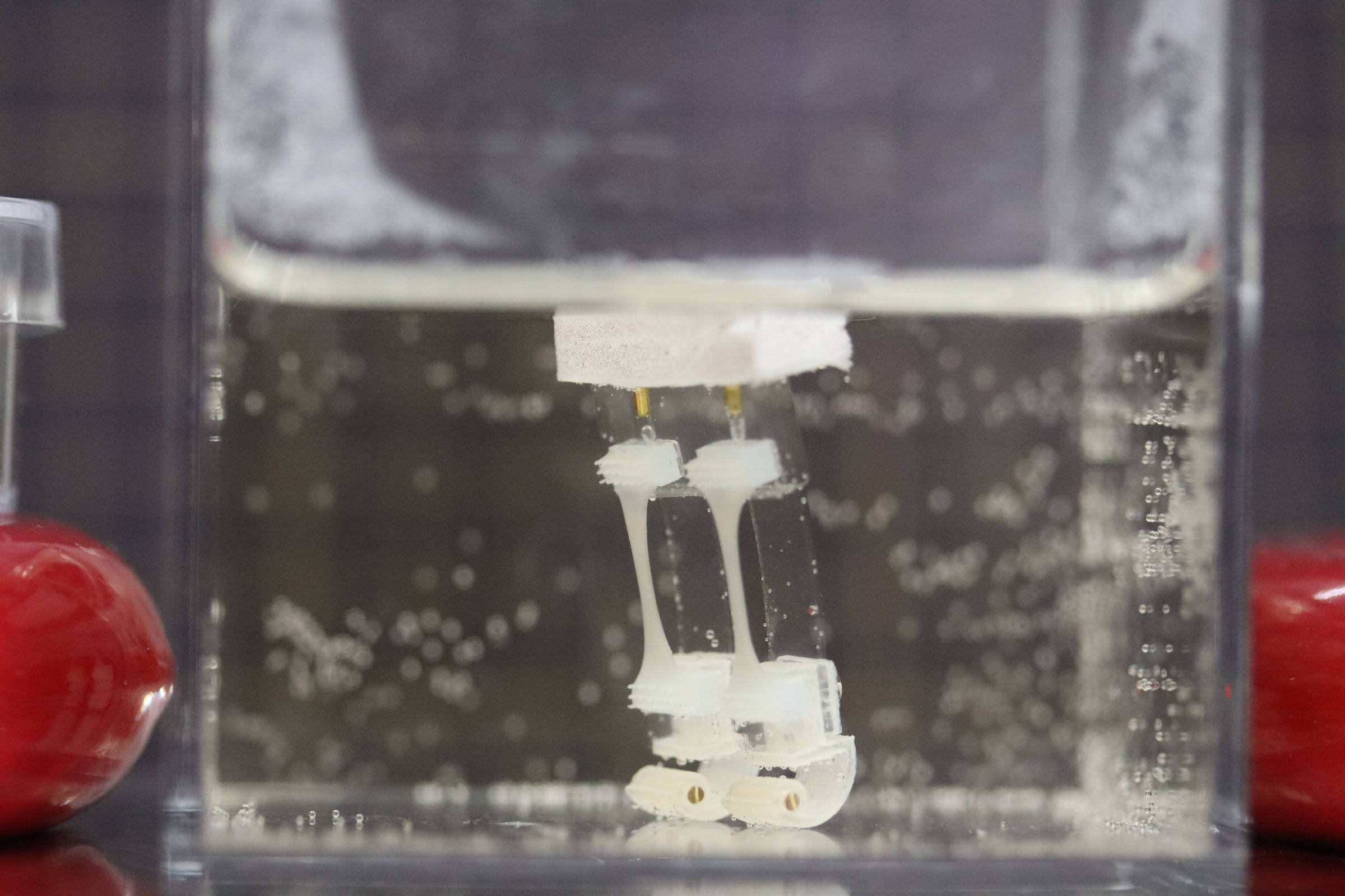 Pequeno robô produzido com tecido muscular proveniente de esqueleto (Foto: Takeuchi et al (2024), Matter)