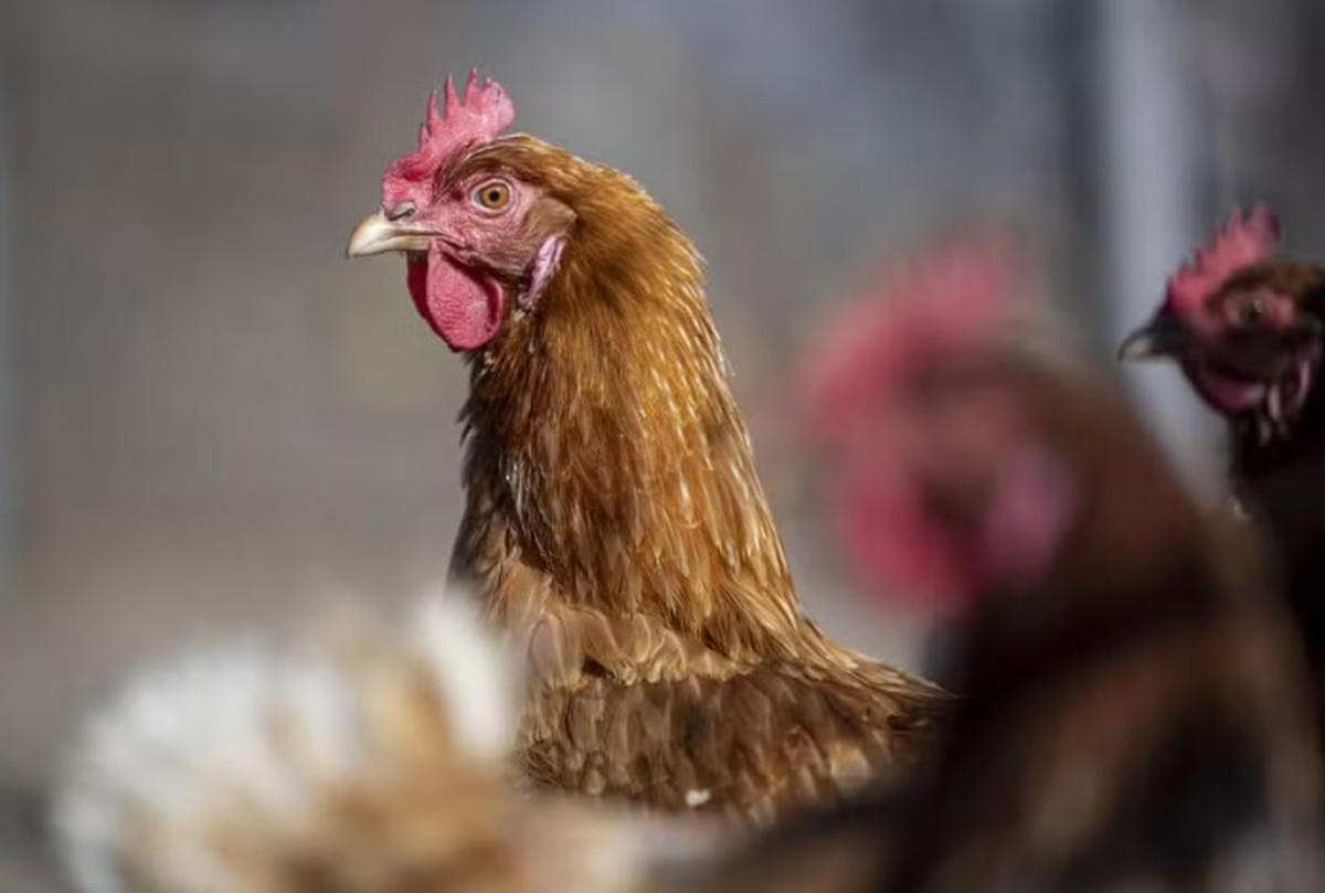 Brasil registrou o primeiro caso de gripe aviária em granja comercial (Foto: Bloomberg)