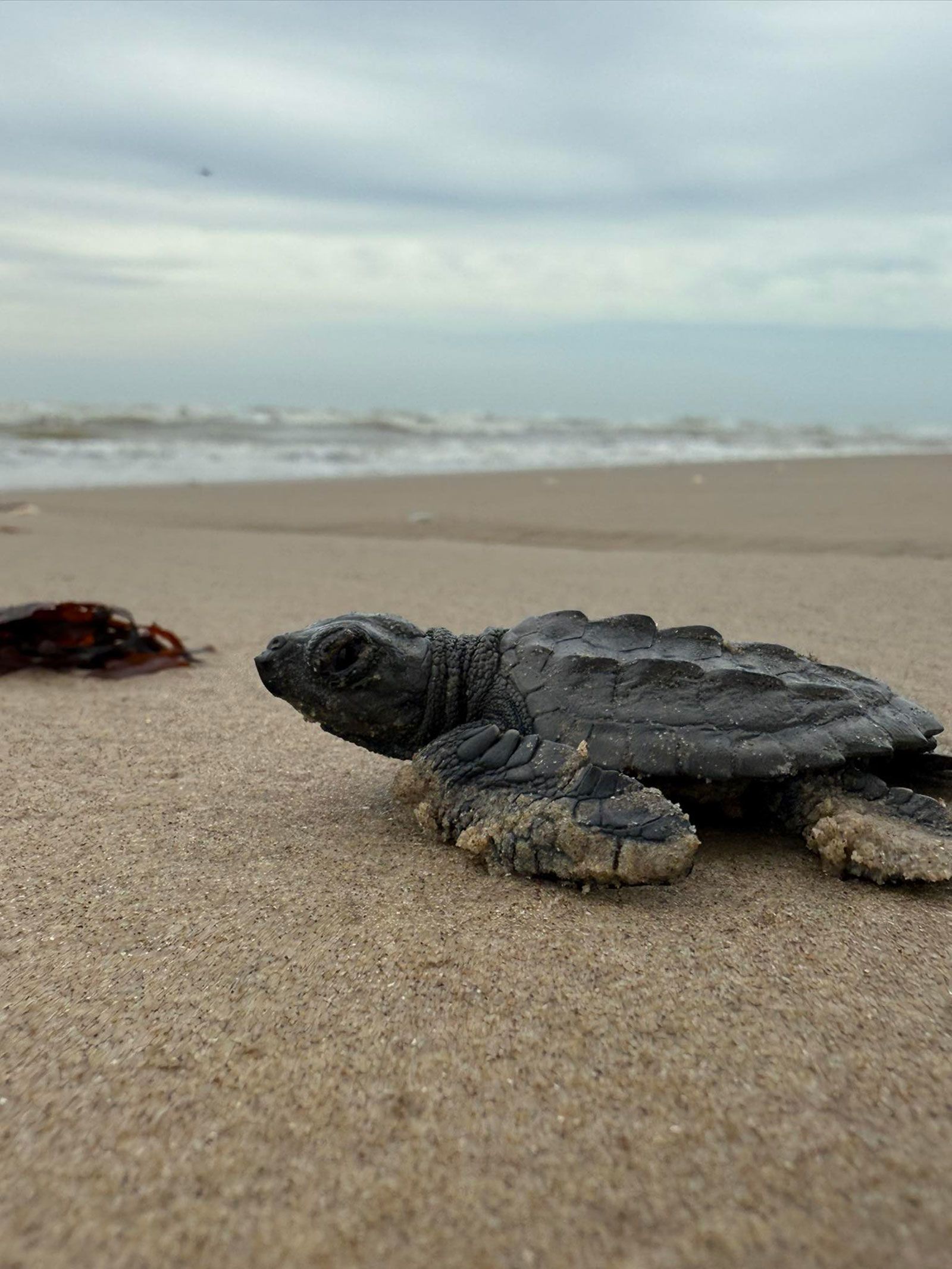 Tartarugas ameaçadas convivem com destroços de foguete da SpaceX em praia mexicana Tartarugas ameaçadas convivem com destroços de foguete da SpaceX em praia mexicana