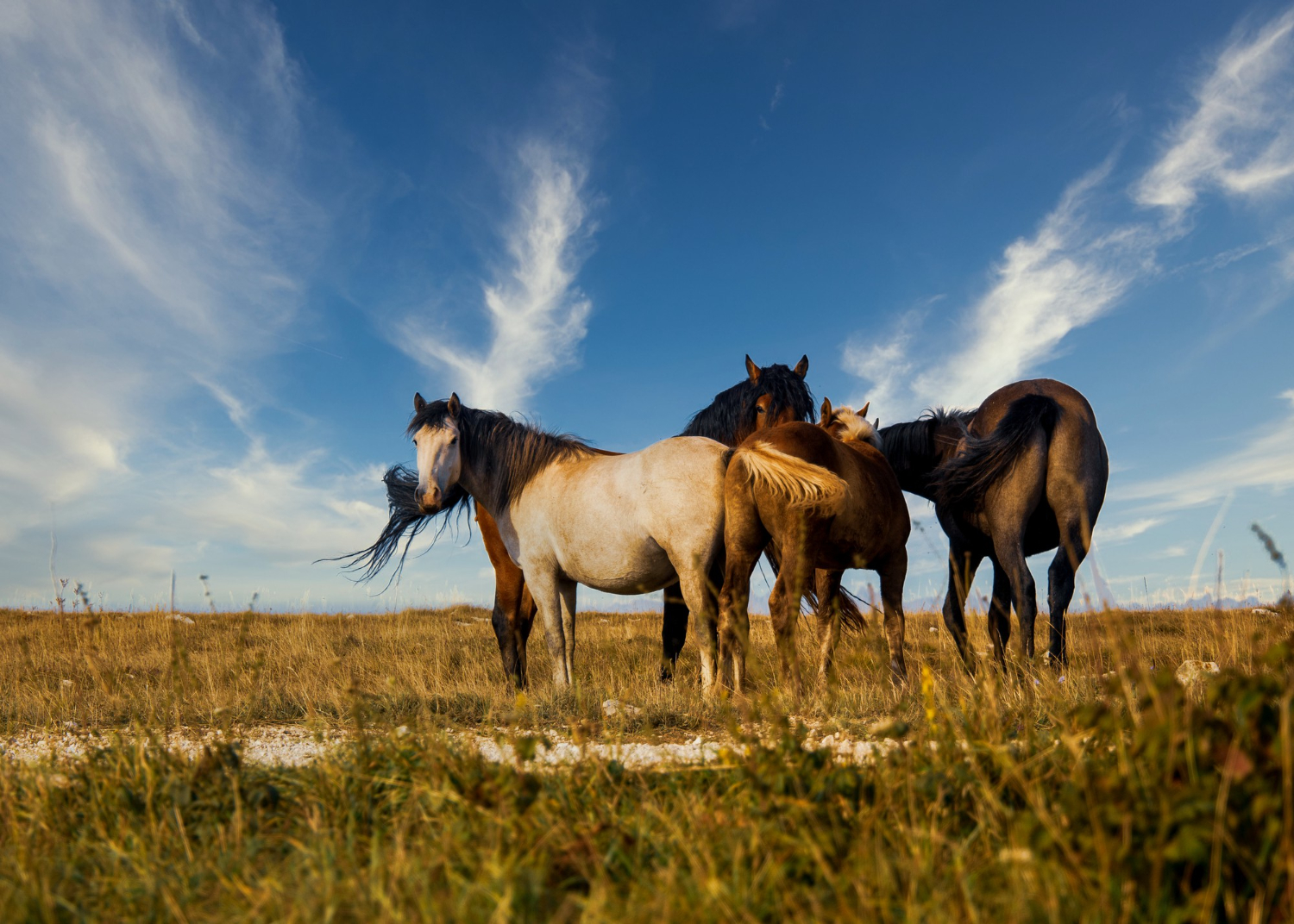 Ministério confirma 222 mortes de cavalos por suspeita de ração contaminada Ministério confirma 222 mortes de cavalos por suspeita de ração contaminada