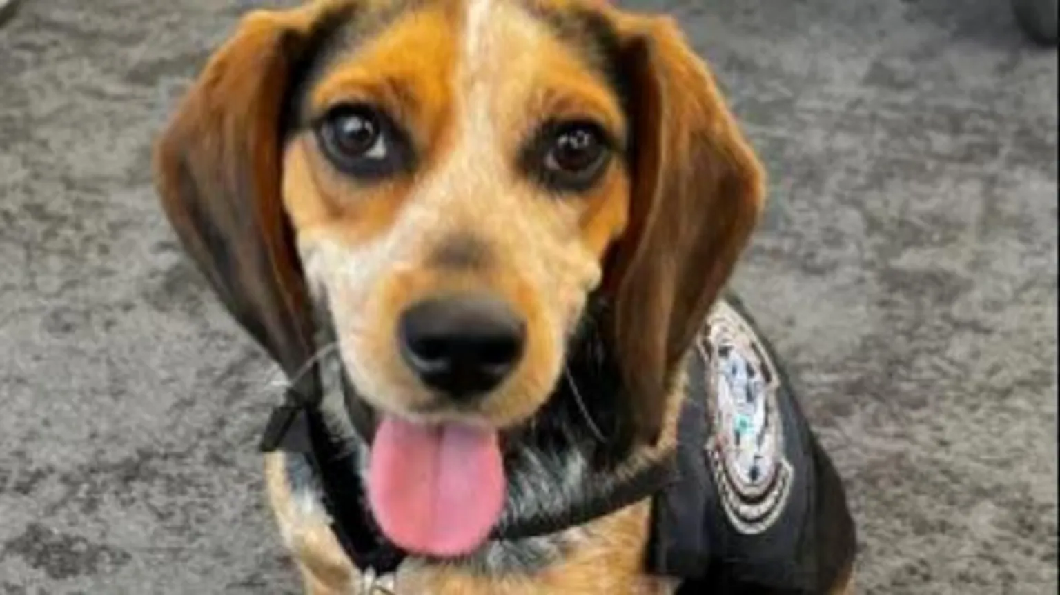 Homem egípcio chuta cachorro de alfândega em aeroporto de Washington DC Freddie ajuda a detectar produtos agrícolas não declarados que entram nos EUA pelo aeroporto de Dulles - Foto: U.S. Customs and Border Protection