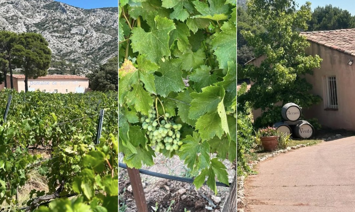 Foire Aux Vins apresenta vinhos de 20 produtores de 15 regiões francesas Foire Aux Vins: vinícola Domaine de Saint Ser, da Provence, estará presente (Foto: Reprodução @domainesaint_ser)