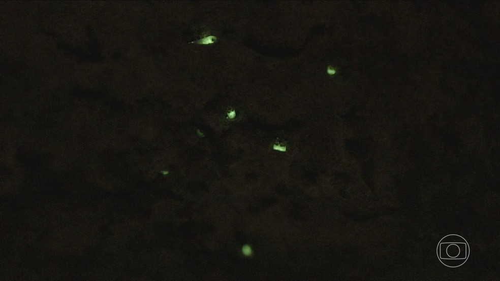 Cientistas alertam sobre extinção dos vaga-lumes e suas principais causas Cientistas alertam para risco de extinção dos vaga-lumes (Foto: Reprodução/TV Globo)