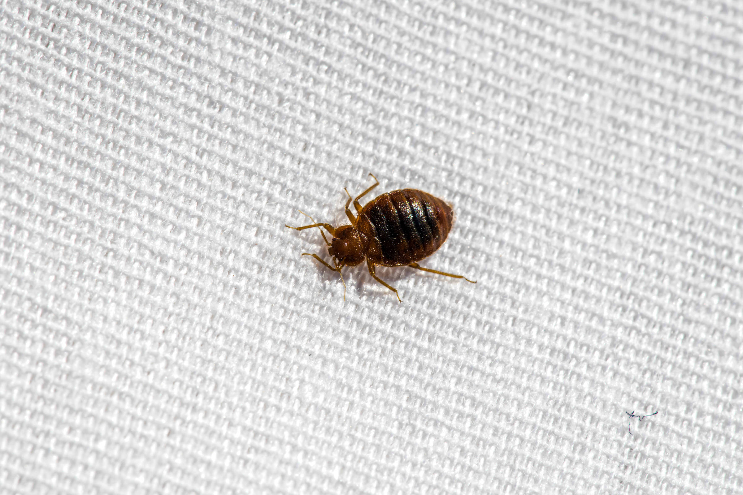 Percevejos e humanos mantêm relação de 245 mil anos de convivência mútua Percevejo sobre uma cama; segundo novo estudo, espécie acompanha os humanos há cerca de 245 mil anos (Foto: Mainely Photos/Adobe Stock)