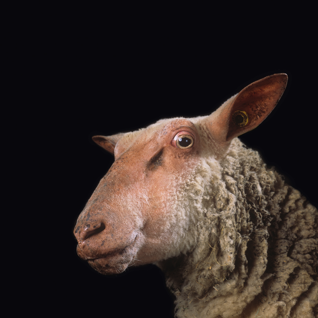 Nabil Boutros: Celebridades/ Condição Ovine, 2014. Foto Paris Tavitian