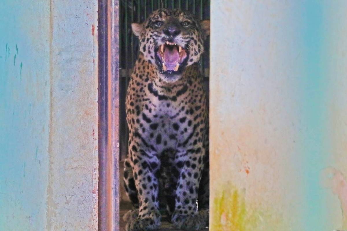 Foto:Reprodução