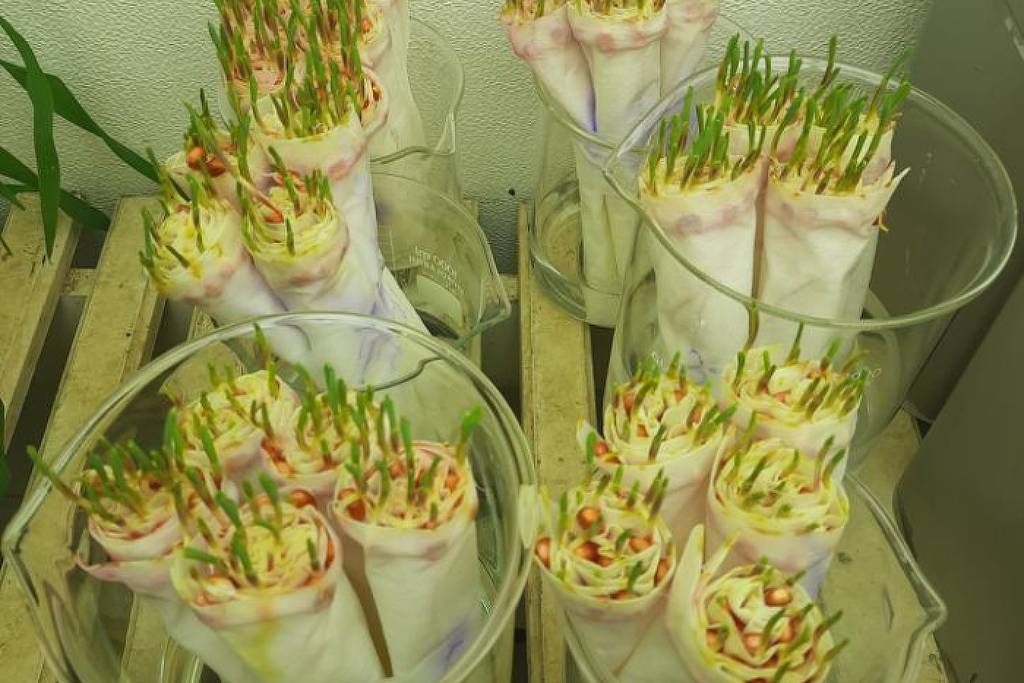 Inoculação de sementes de milho com a bactéria Bacillus subtilis (Foto: Divulgação/Embrapa)