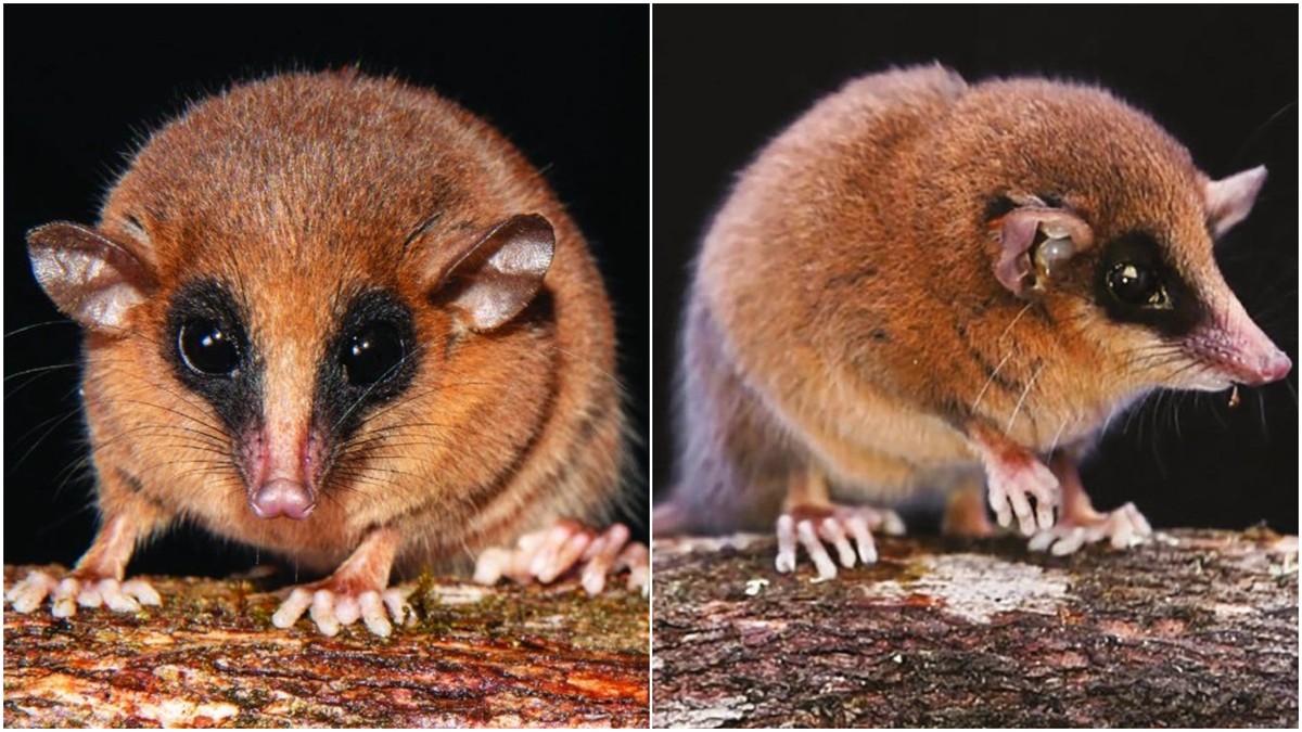 Nova espécie de marsupial é descoberta na Amazônia (Foto: Servicio Nacional de Áreas Naturales Protegidas por el Estado)