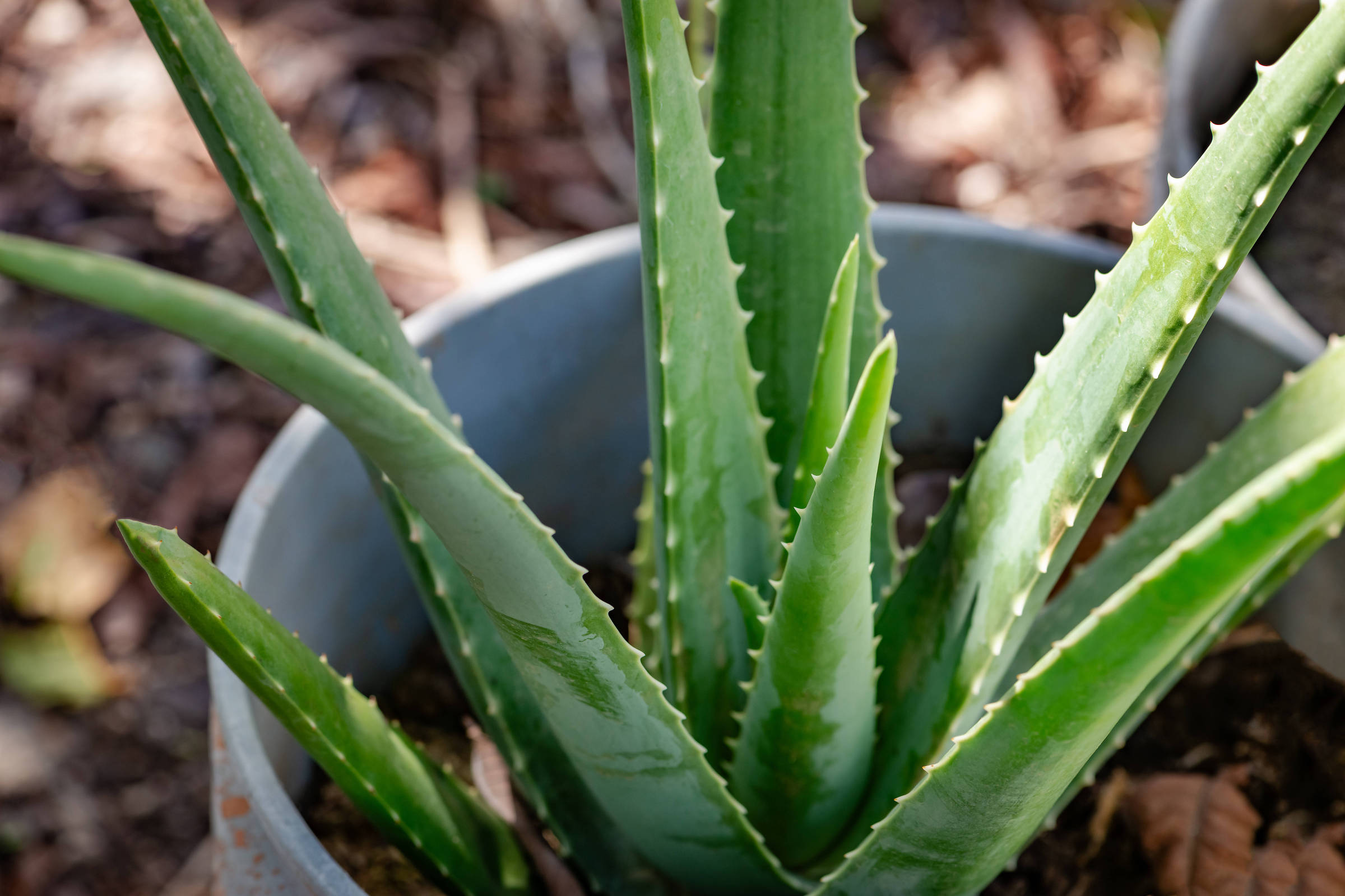 A babosa é uma planta fácil de cuidar, mas é preciso ter cuidado para não exagerar na rega (Foto: Altin Osmanaj/Adobe Stock)