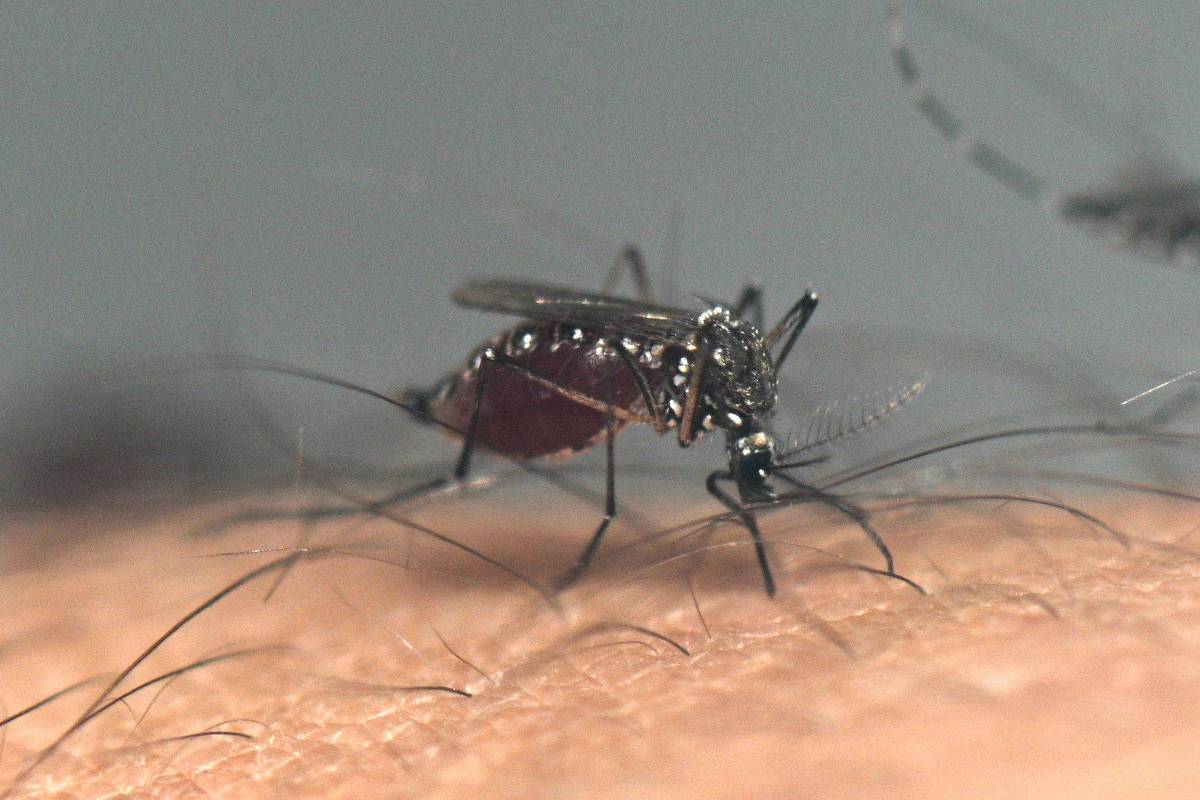 Mosquito Aedes Aegypti é o transmissor de arboviroses como dengue e chikungunya (Foto: Luis Robayo - 2.abr.25/AFP)