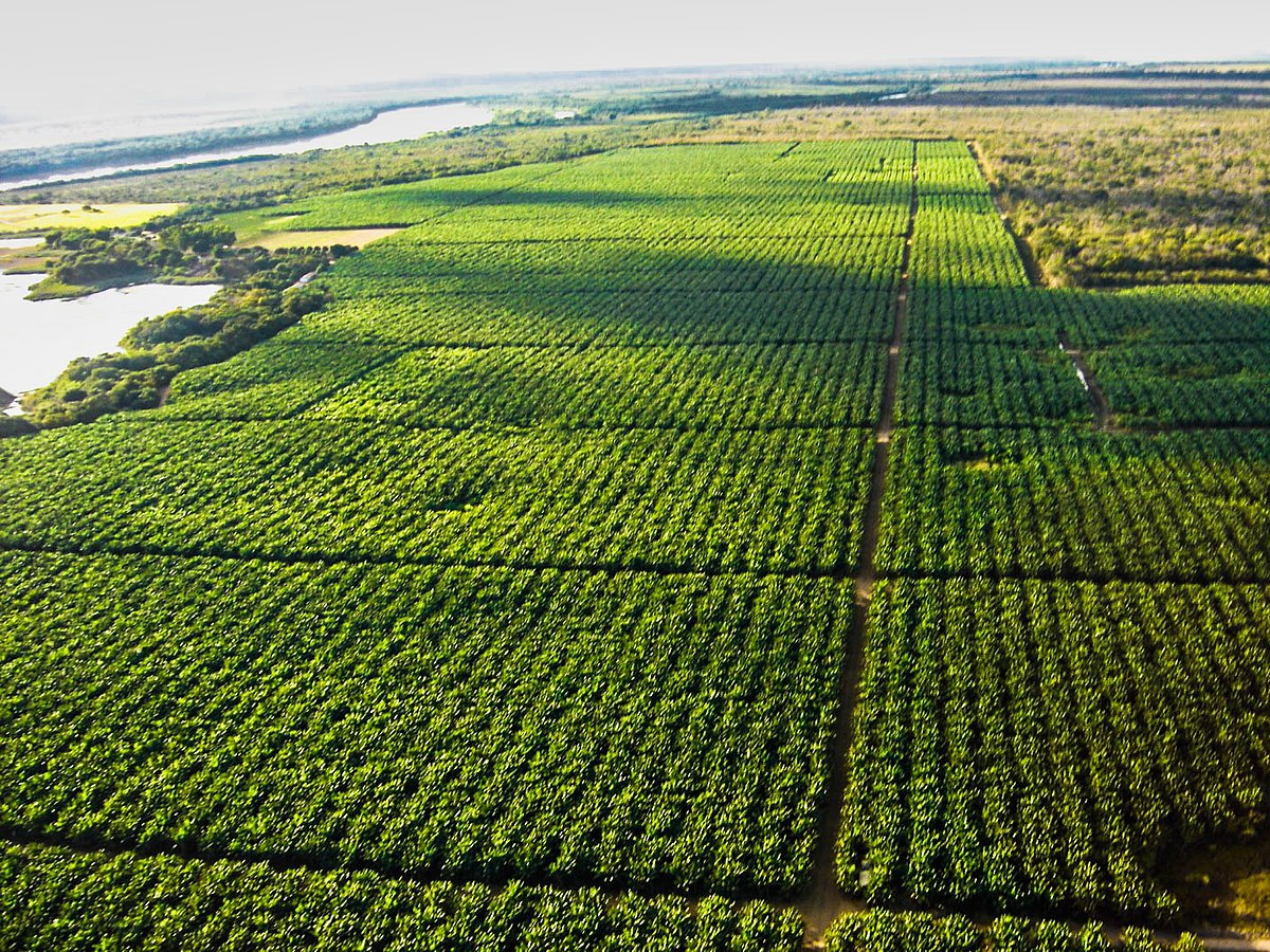 Tarifa pode bloquear exportação de 77 mil toneladas de frutas brasileiras para os EUA Agricultura irrigada na região de Petrolina (PE), Vale do São Francisco (Foto: Divulgação/Codevasf)